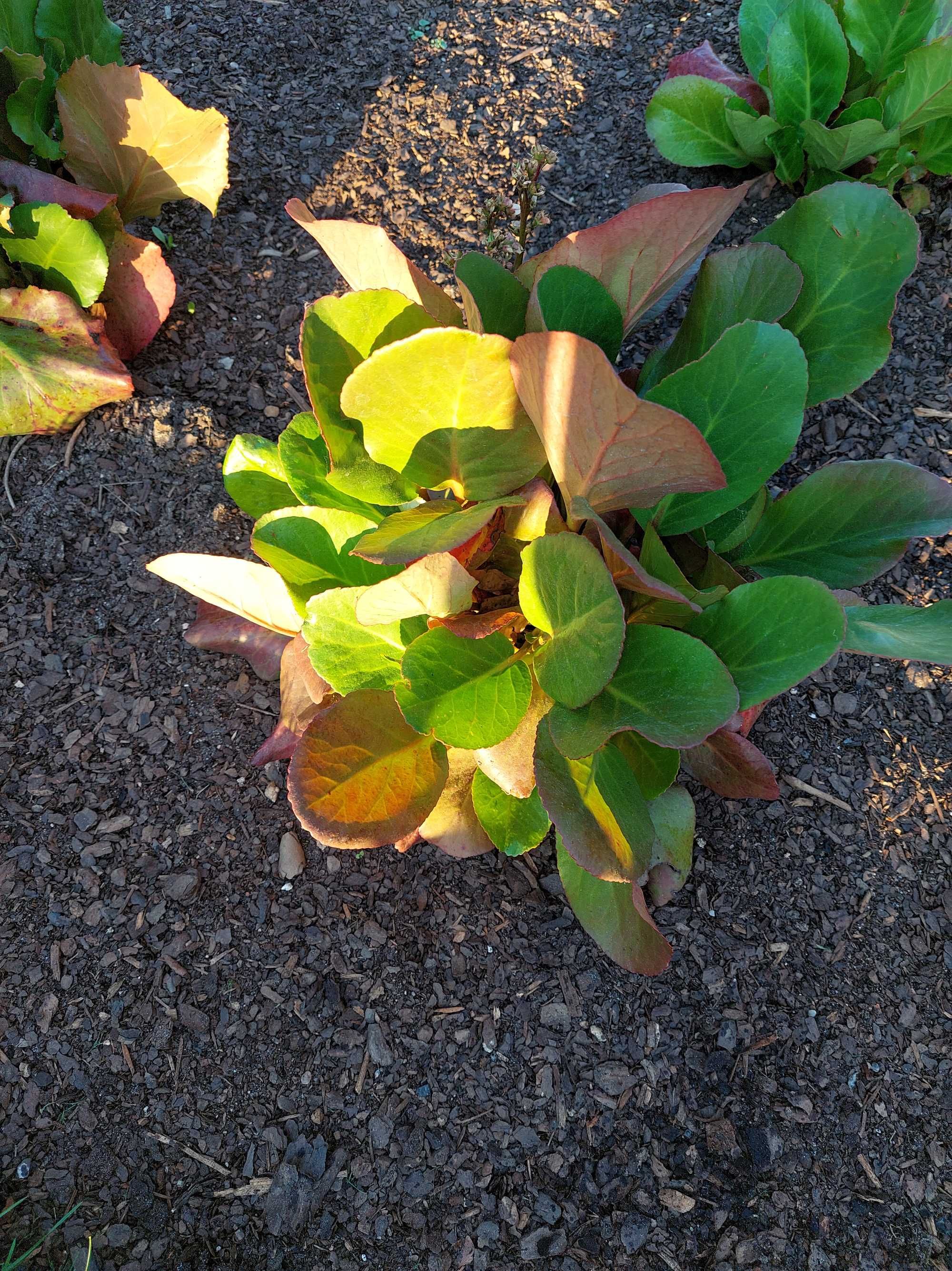 Trzmielina Emerald Gold, Bergenia Sercowata, Bergenia Pink Dragon Fly