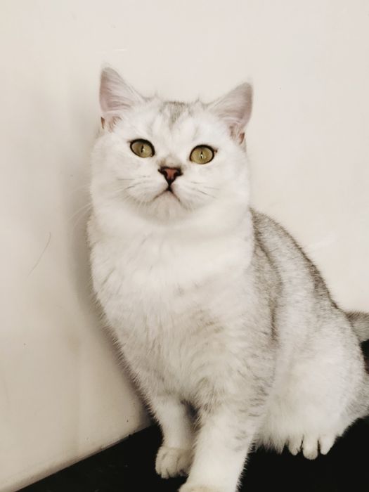 Милый зеленоглазый мальчик.