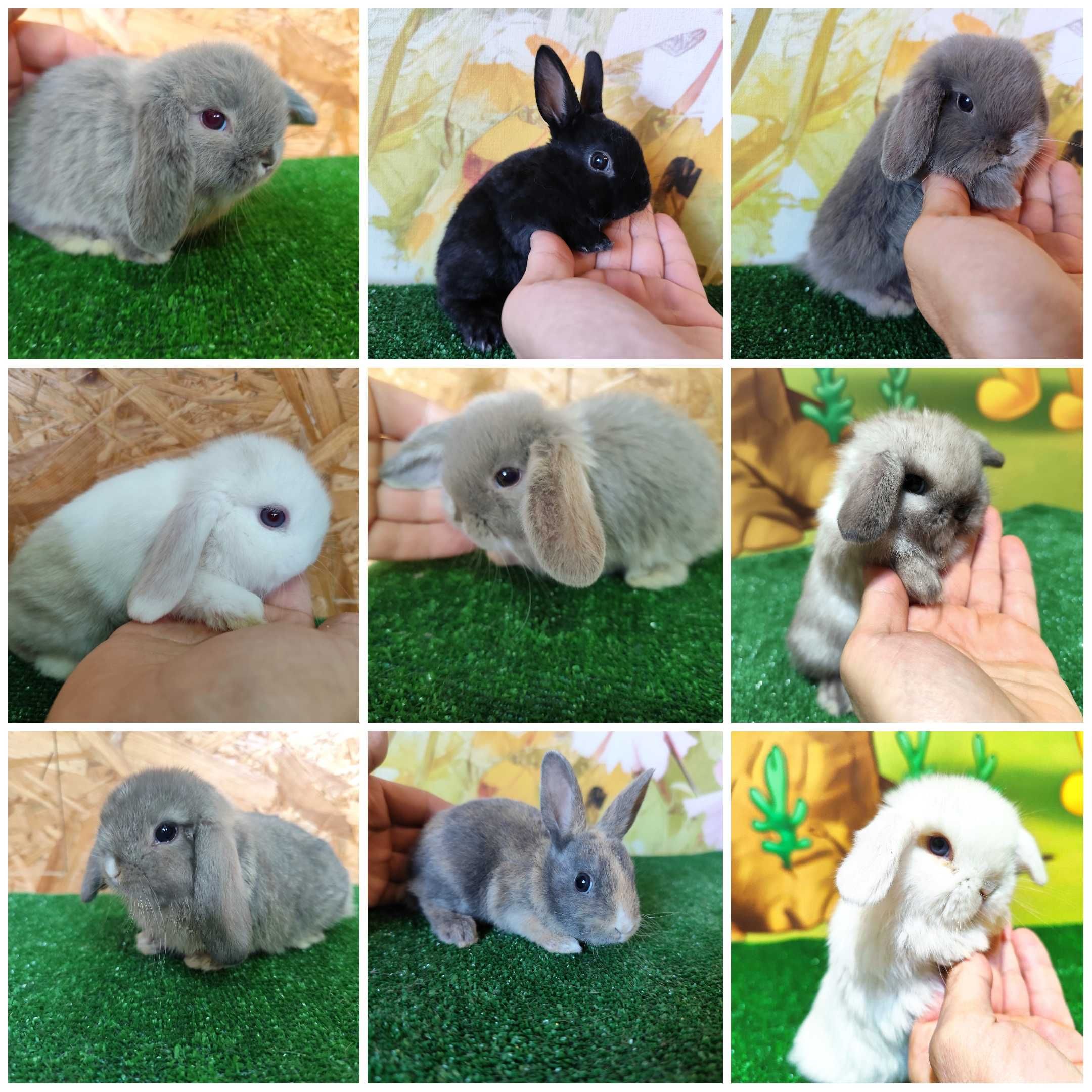 Mini Lop albinos czerwone oczy miniaturka rex baranki karzełek
