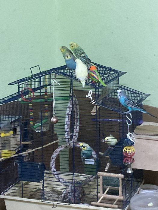 papugi mlode z tego roku