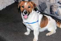 Piękny PIESEK *Jack Russell * pochodzenie FCI