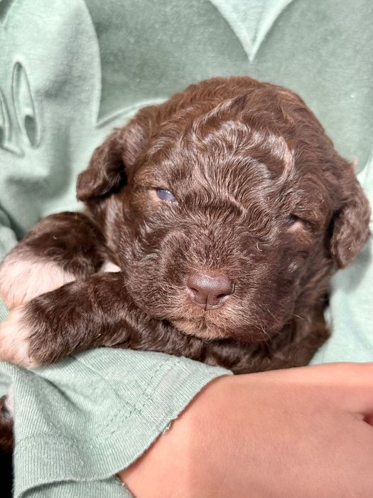 Lagotto romagnolo ZKwP/FCI - piękna czekoladowa suczka