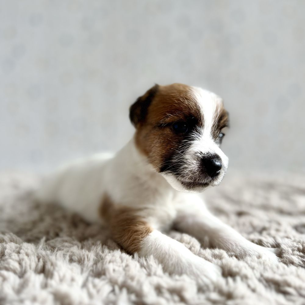 Jack Russell Terrier- biało- brązowa sunia z rodowodem ZKwP