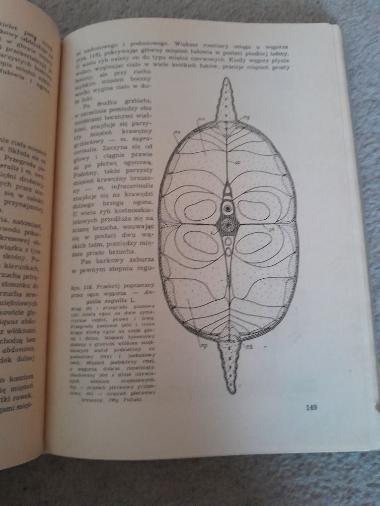 Książka "Anatomia i embriologia ryb" Z. Grodziński