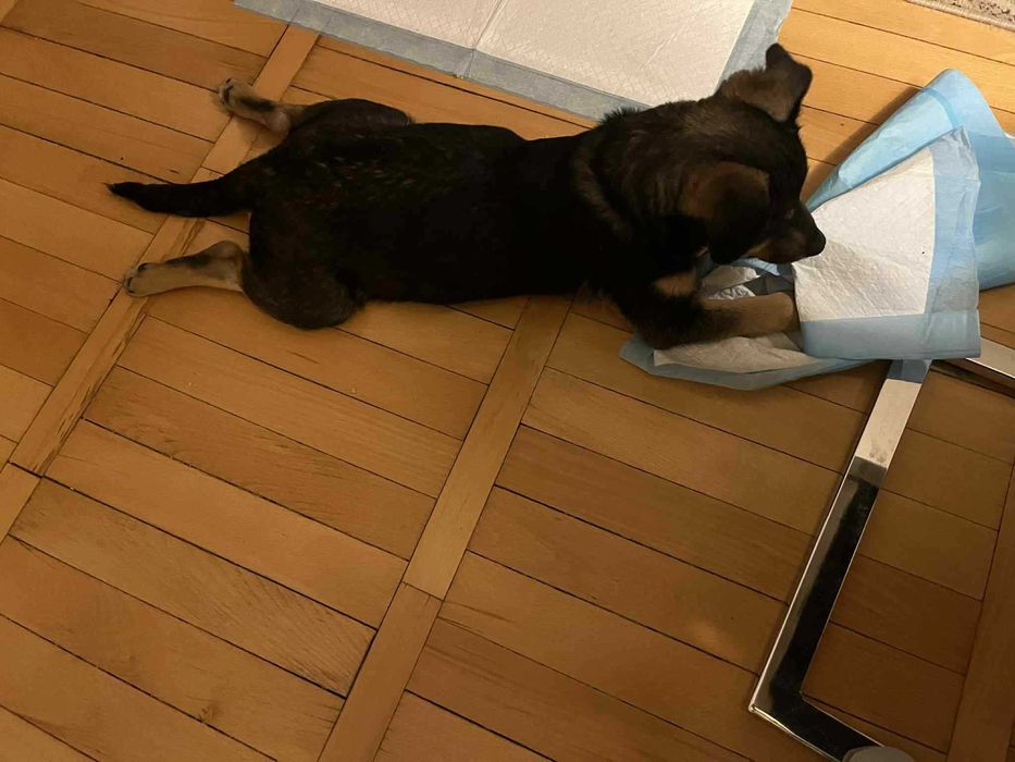 Nela ma 4 miesiące i szuka domu .