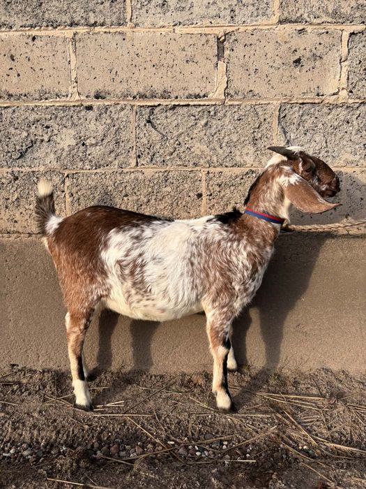 Sprzedam kozła anglonubijskiego z rodowodem