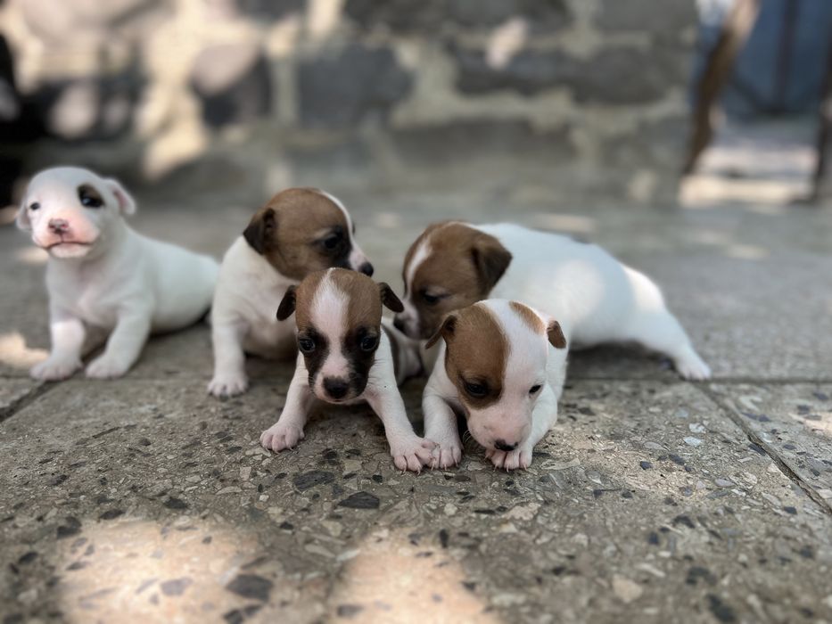 Хлопчики та дівчатка Джек Рассел.