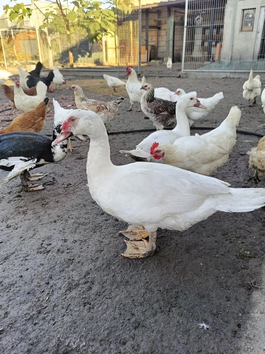 Kaczki francuskie na