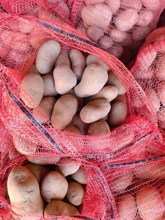 Sprzedam ziemniaki