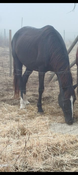 Égua preta com 8 anos