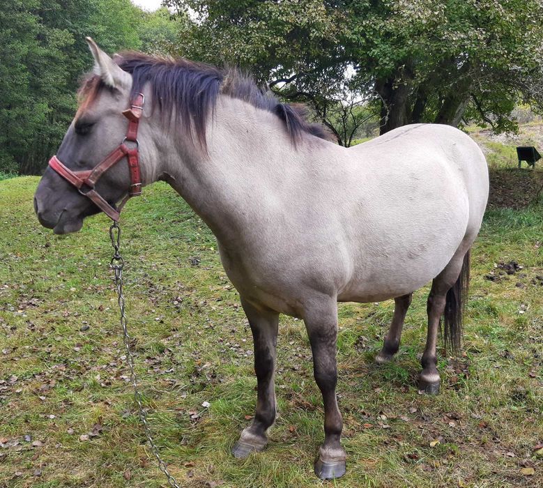 Klaczka konik polski bez próby