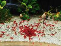 Krewetka Neocaridina Bloody Mary Czerwone WYSYŁKA