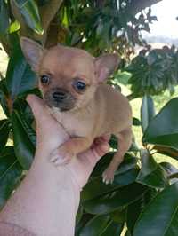 Chihuahua miniatura castanho