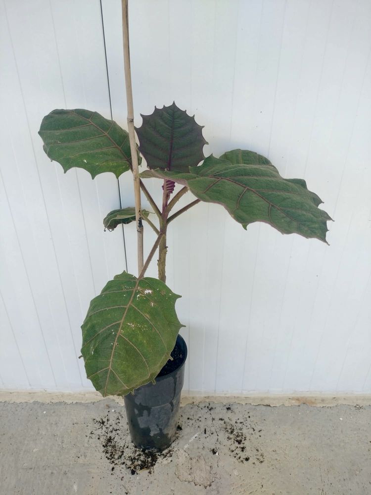 Lulu-da-Amazónia em vaso – planta frutífera exótica
