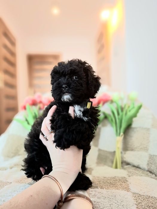 Shihpoo suczka mama shih tzu tata pudel hybryda szczenięta szczenię