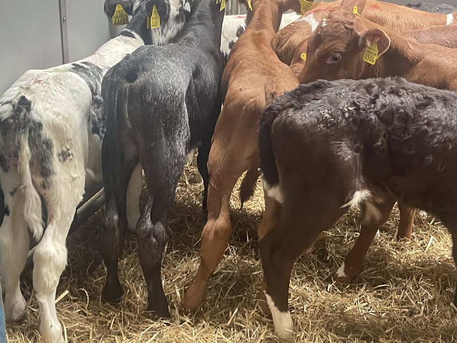 Cielaki byczki jałóweczki odsadki