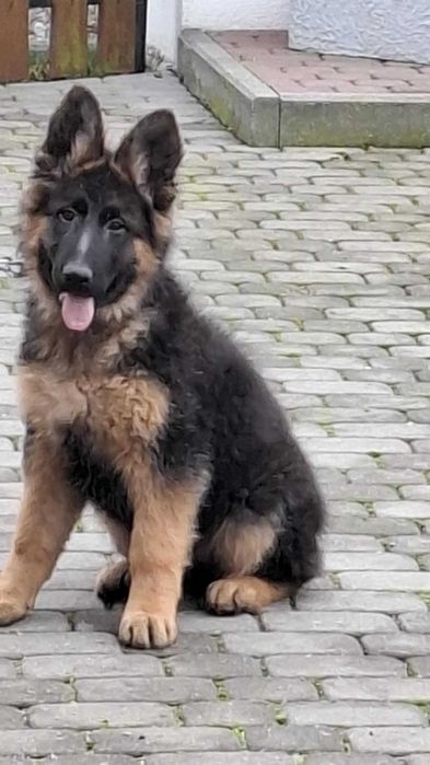 owczarek  niemiecki suczka