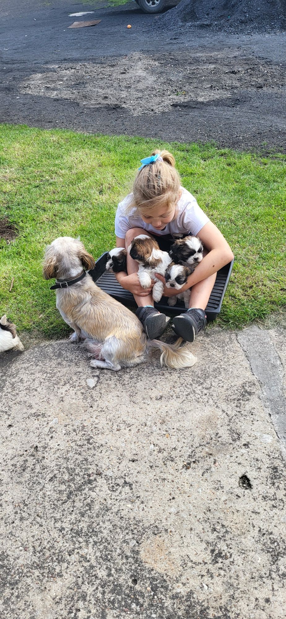 Szczeniak shihtzu