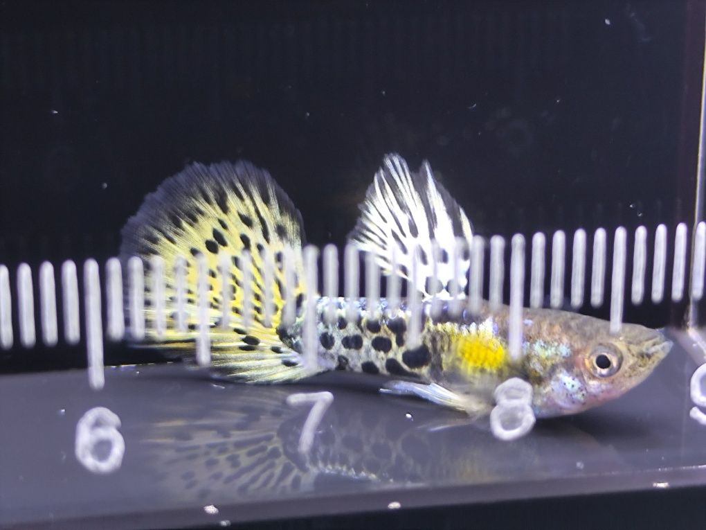 Guppys Leopardo amarelo