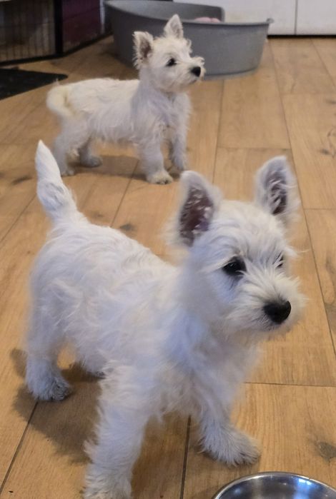 West highland white terrier westi zkwp FCI