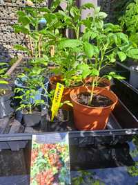 Sadzonki pomidor Bajaja - wlasna hodowla