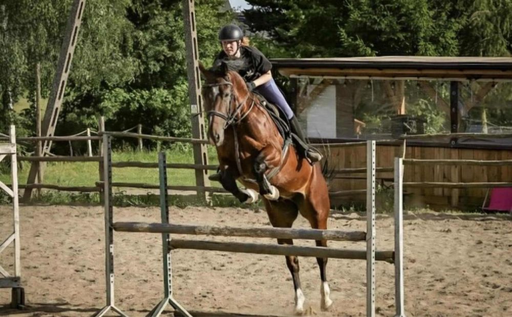 Walach 5 lat 160cm CENA DO KONCA TYGODNIA