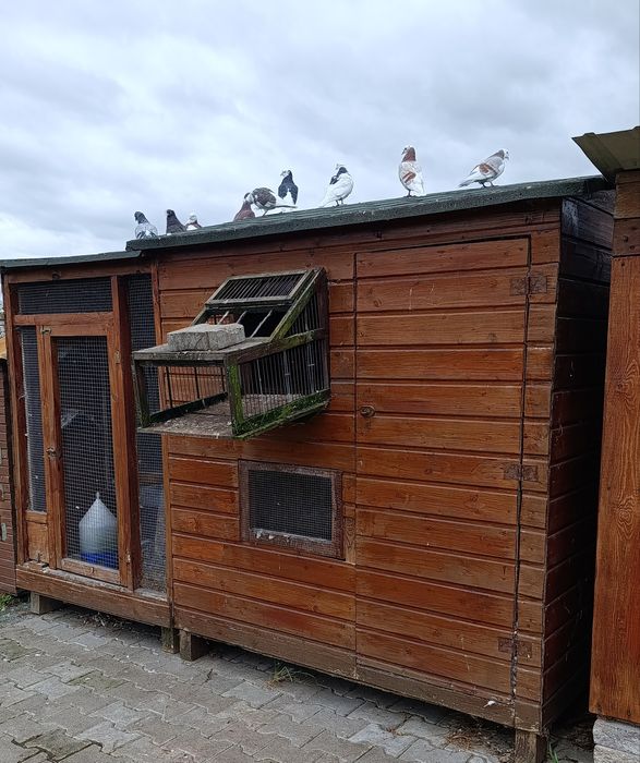 Sprzedam gołębnik