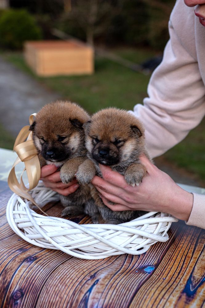 Шикарні цуценята шиба, сиба, shiba inu