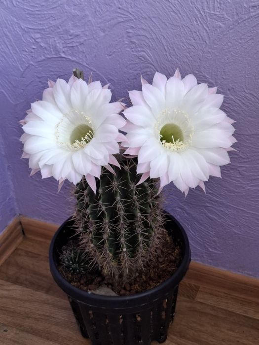 Кактусы -постоянно цветущие.