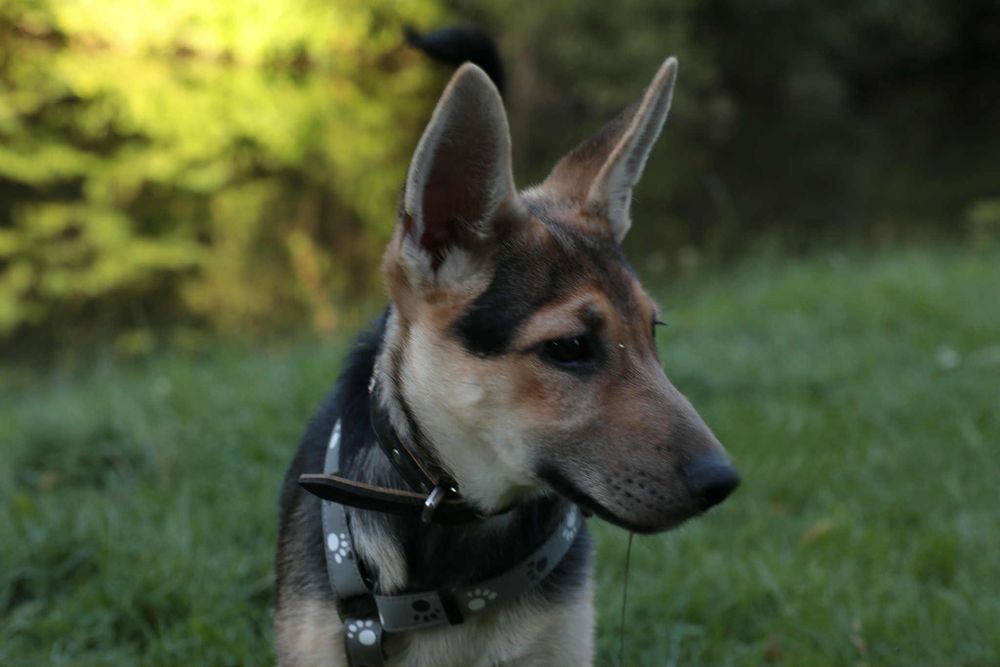 Zadbana i cudowna sunia ,szczeniak,szuka domu.