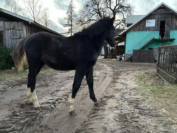 Ogier śląski pelne pochodzenie