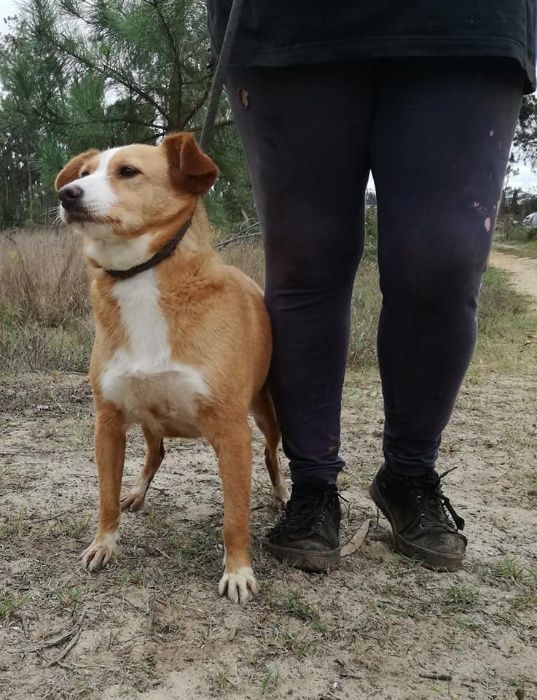 Cadela Porte Médio Para Adoção (Kelly)