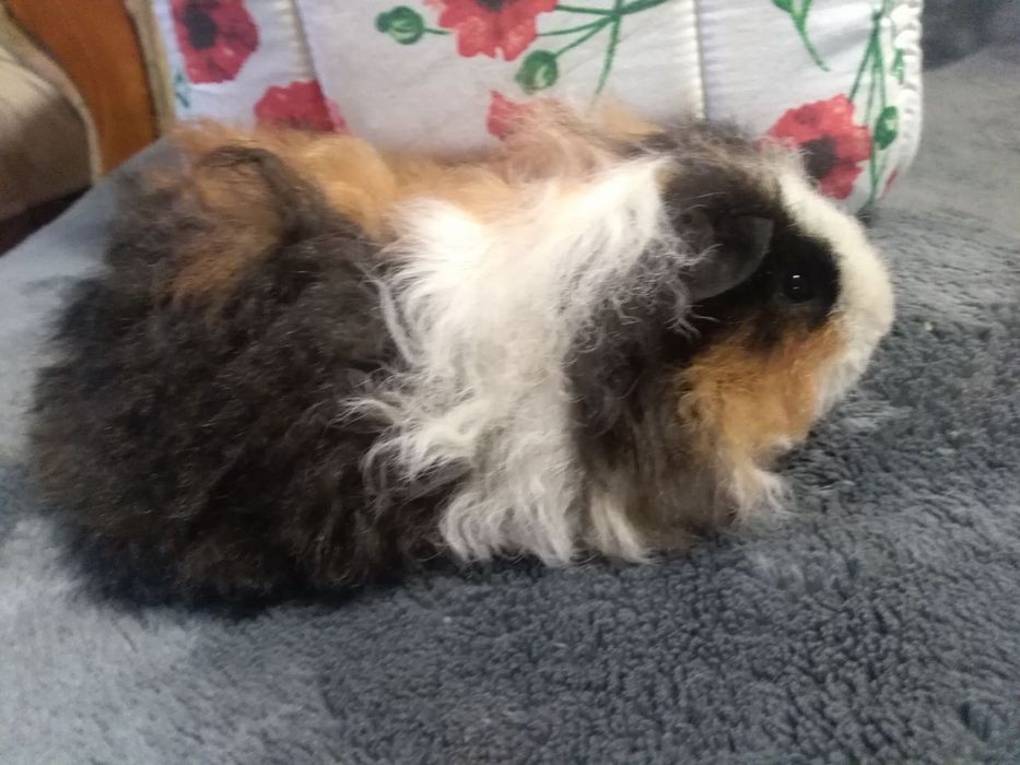 Морська свинка малюк