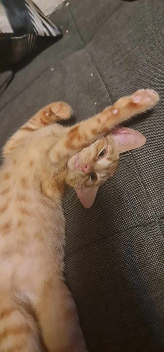 Cudowny dwupak kociąt - oddam w dobre ręce