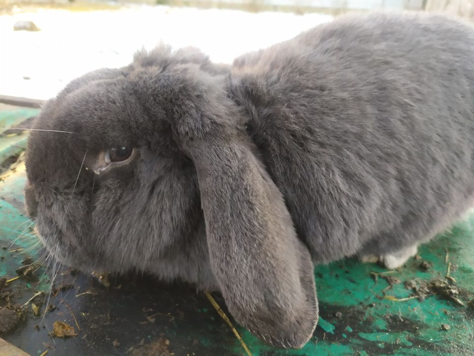 Продам робочих самців Французького барана