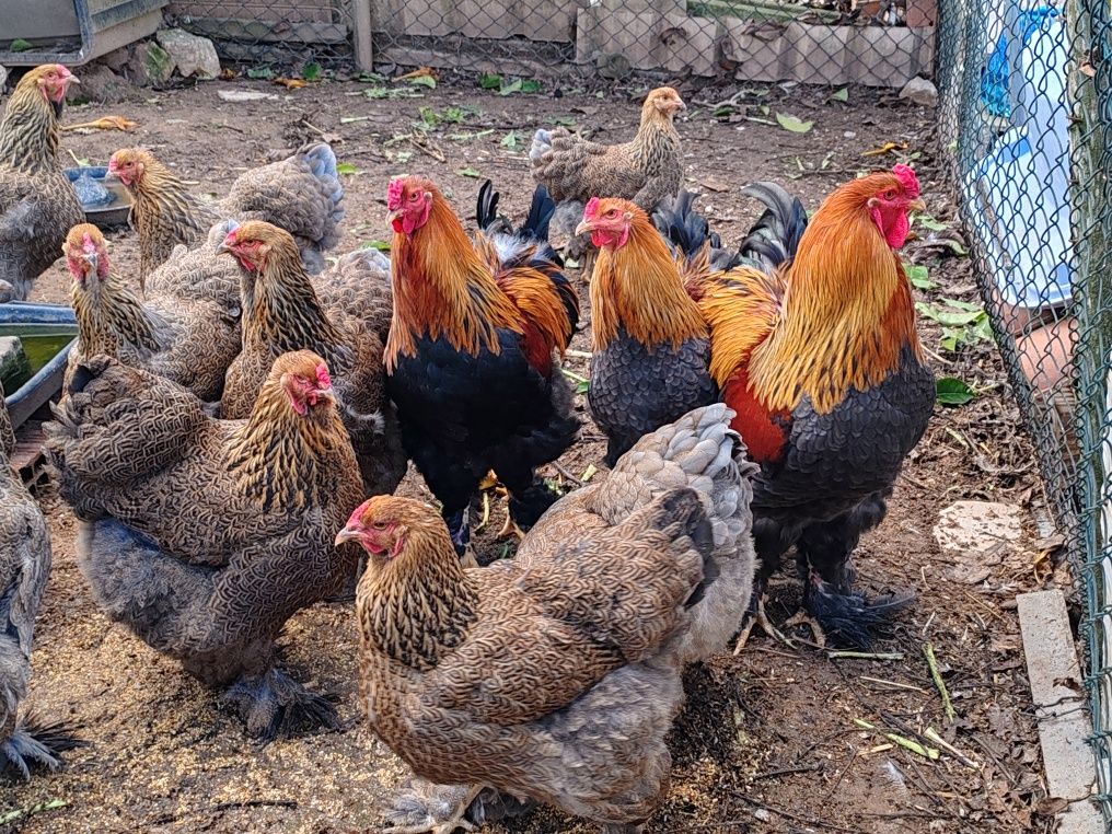 Ovos Galinhas garnizes / Brahma perdiz e light