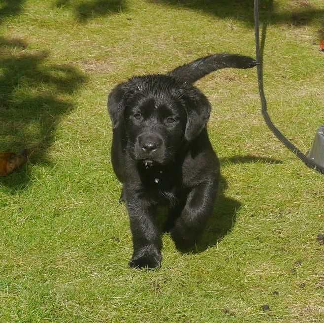 Labrador retriever - czarny chłopiec z rodowodem ZKwP / FCI