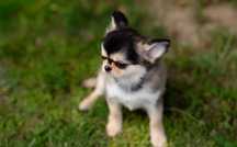 Chihuahua kolor huski