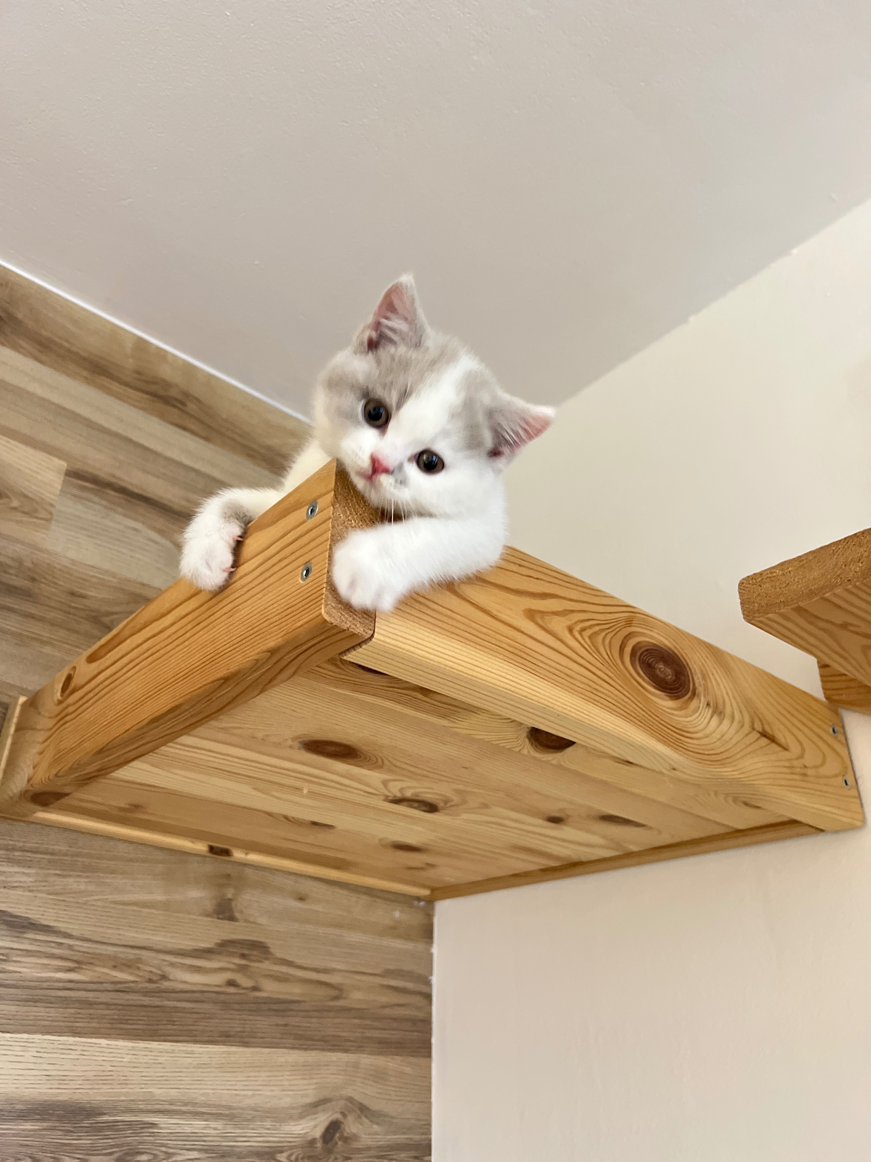 kot brytyjski lilowy Bicolor rodowód FPL