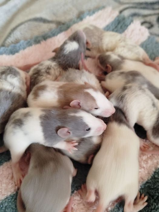 Пацюки дамбо, криси