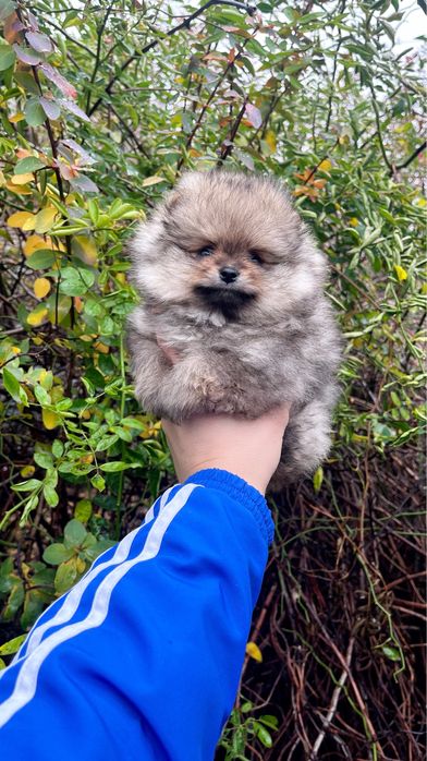 Мини шпиц мальчик — пушистое чудо 2 месяца