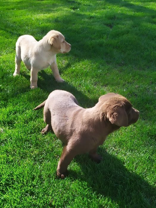 Labrador retriever
