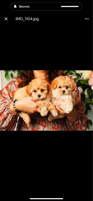 Цуценя мальтіпу міні. LUXERY VIP mini цуценята мальтіпу ф1