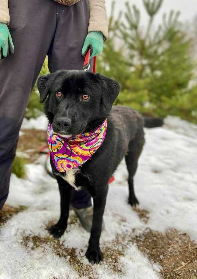 Wyrósł za duży, miał być labradorem? Teddy do adopcji ze schroniska!