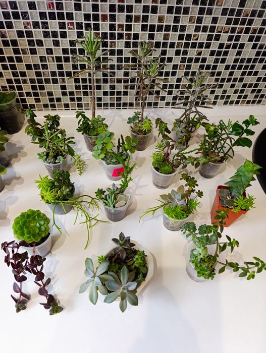 Продаж кімнатних сукулентів