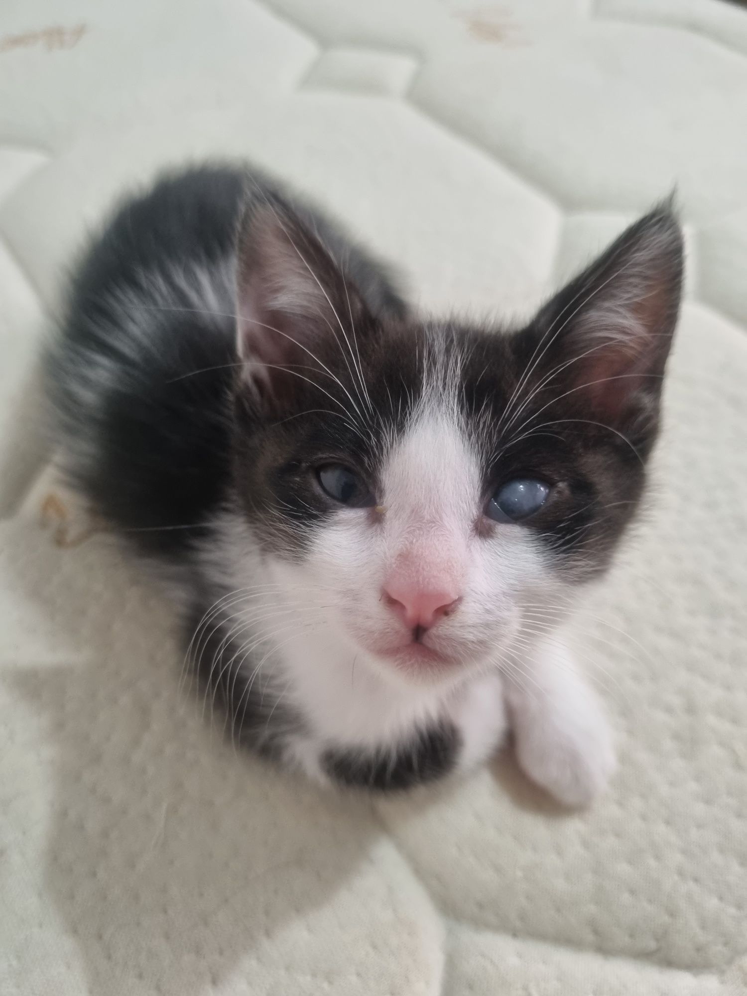 Gatinha para adoção com deficiência ocular