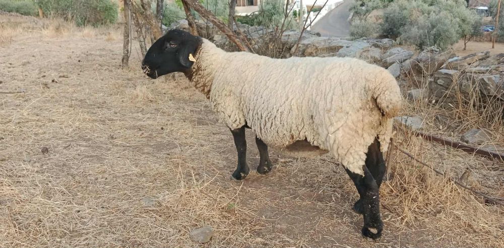 Ovelha Suffolk Inglesa