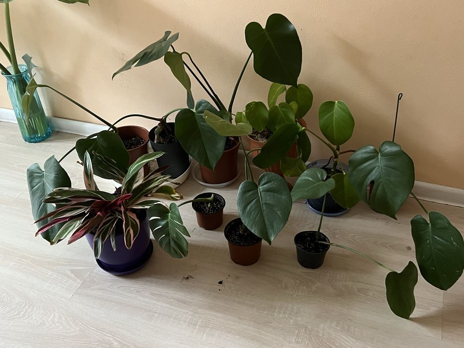 Монстера строманта триколор монстера альба