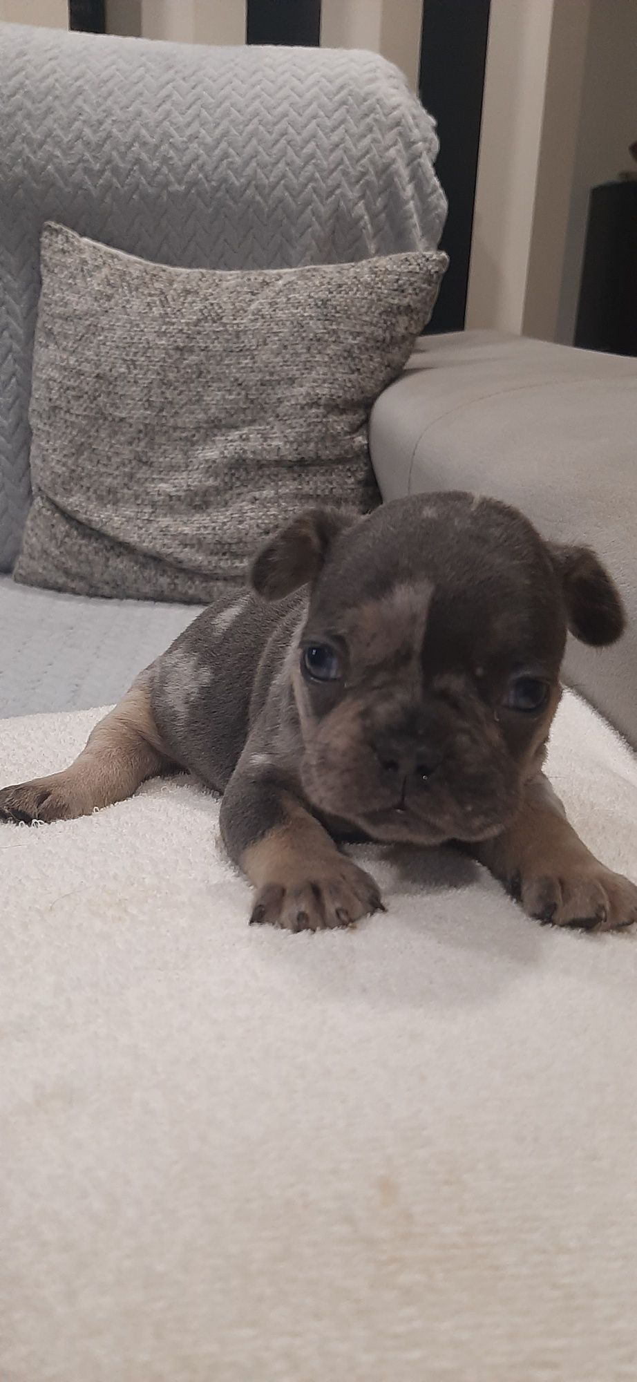 Bulldog  blue merle tan
