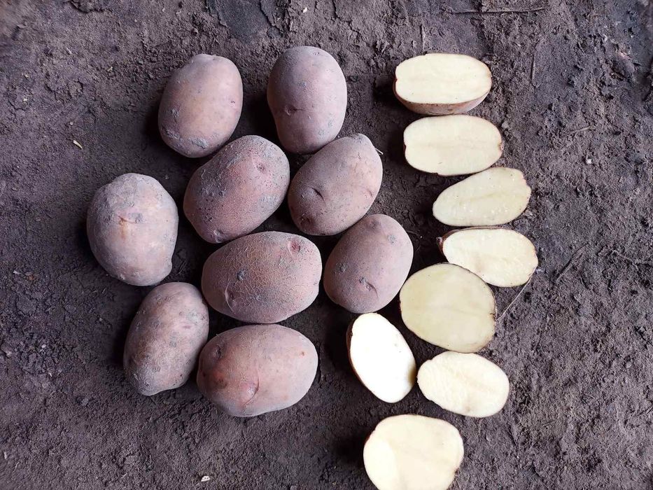 Продам крупну картоплю